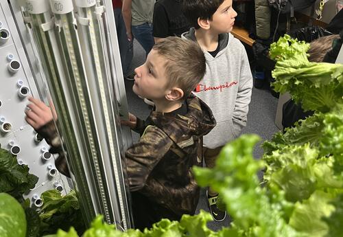 student reaches into hydroponic tower to harvest fresh lettuce
