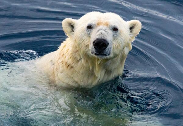 DGS Polar Plunge to take place on Wednesday, March 20