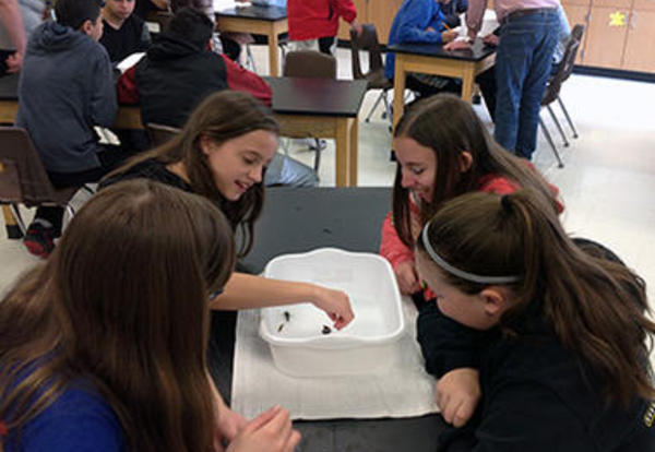 Bugs, Bugs, EVERYWHERE!