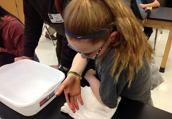 Purk Team Investigates Insects Found in Stream Ecosystems