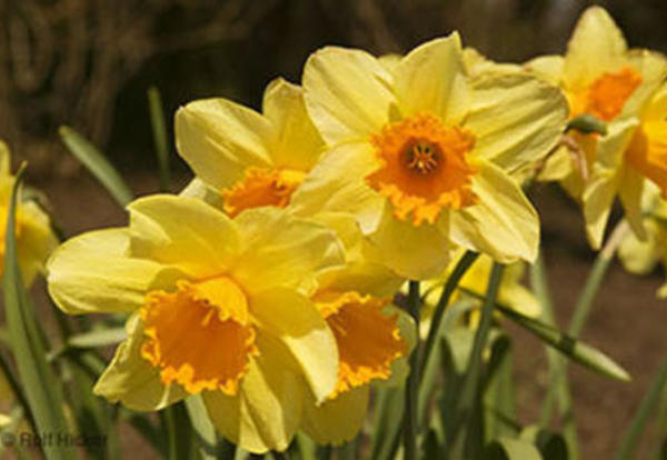 spring flowers