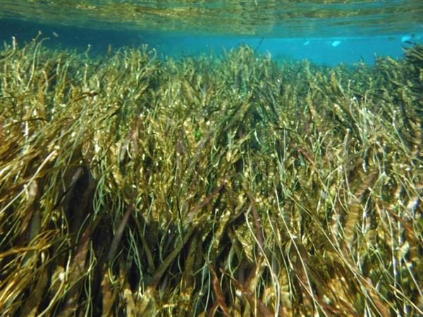 Middle School students 6