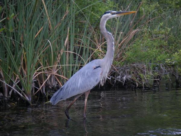 Middle School students 13