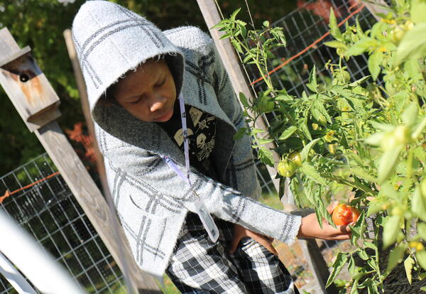 A students picks a tomato at Myers Middle School.