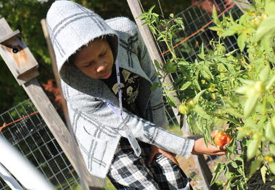 A students picks a tomato at Myers Middle School.