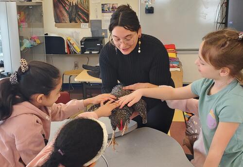 Students pet a chicken during an AFE winter break camp at Delaware Community School