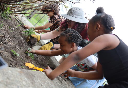 Students plant marigolds in a school garden.