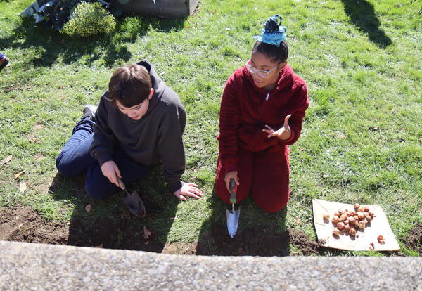 Students work together to plant tulip bulbs.