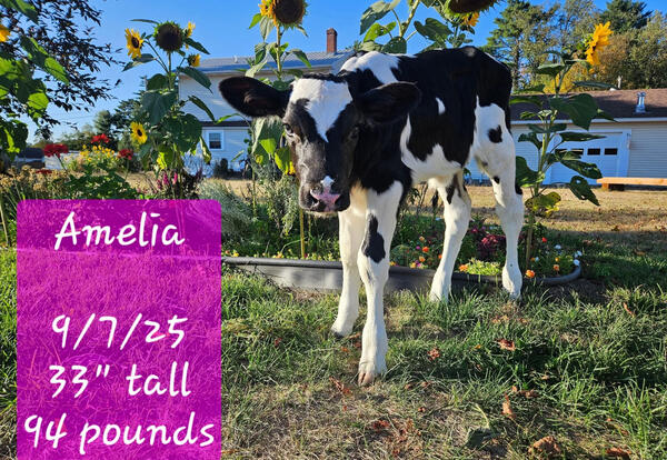 Barnard "adopts" Amelia!