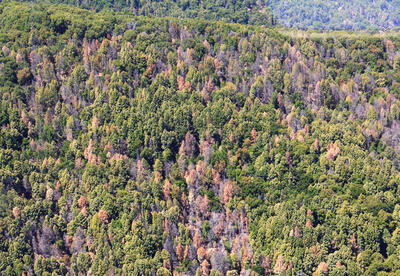 Aerial view of tanoak mortality in Humboldt County, CA. Image courtesy of California Oak Mortality Task Force