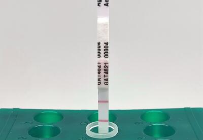 Immunostrip test for GAT4621 in canola