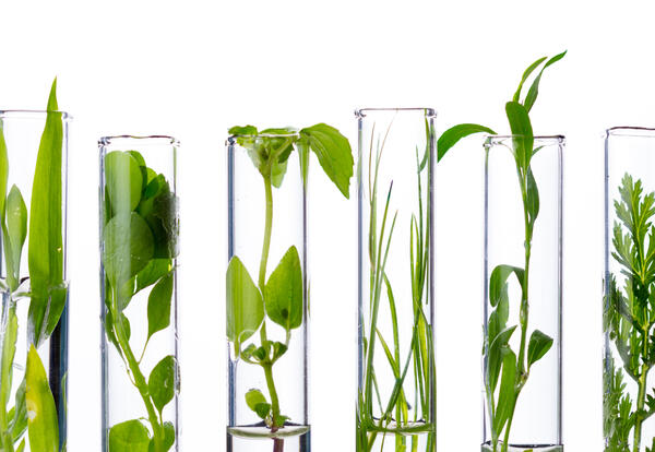 From leaf to lab: Your step-by-step guide to mail-in testing with Agdia