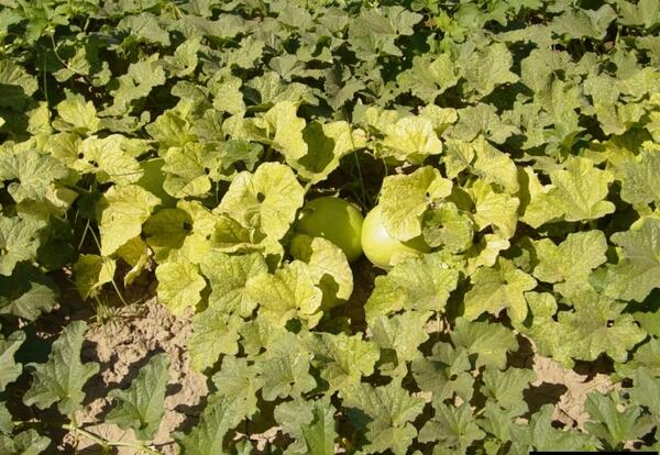Symptoms of Cucurbit yellow stunting disorder virus infection.