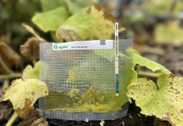 Pseudomonas ImmunoStrip in a bed of cucumber plants