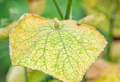Interveinal chlorosis on cucumber leaves