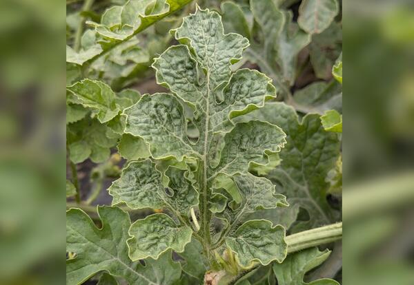 Symptoms of watermelon crinkle leaf-associated virus-1 infection of watermelon.