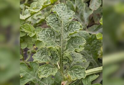 Symptoms of watermelon crinkle leaf-associated virus-1 infection of watermelon.