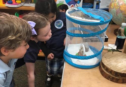 Students observing butterflies