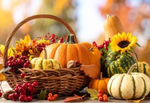 Thanksgiving picture with a brown baskets and several small assorted pumpkins and a sunflower