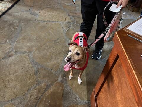 Santa's Arrival - Photo #11