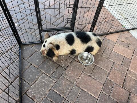 PWL Spring Picnic & Egg Hunts - March 30, 2024 - Photo 24