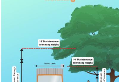 Tree trimming