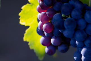 Purple grapes