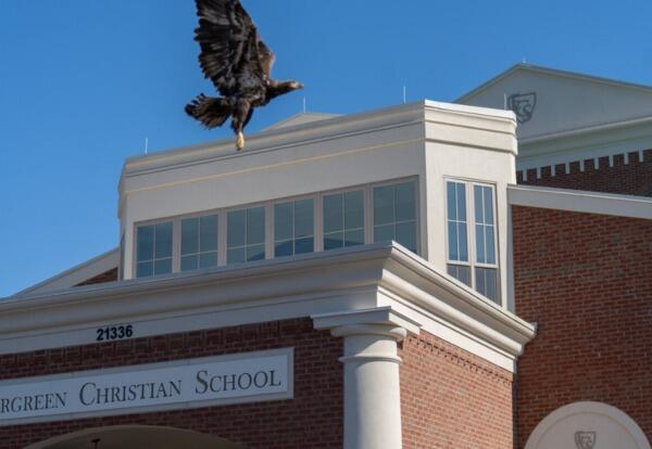 Eagle flying over the school