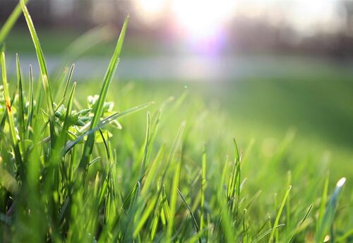 tall grass