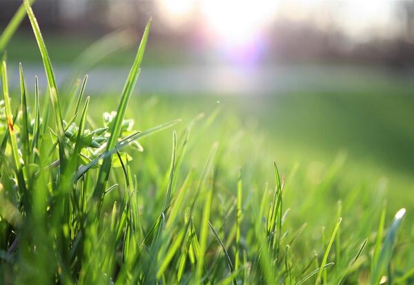 tall grass