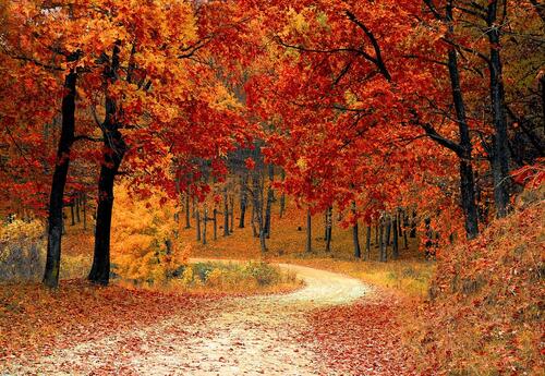fall trees