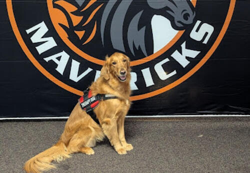 Millie, a golden retriever, wearing a red service vest sitting on a carpet in front of a large ‘Dickinson Mavericks’ logo banner featuring a cowboy hat and horse graphic.”