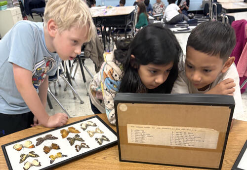 students look at butterflies