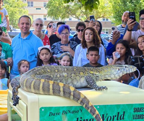 Large monitor lizard displayed on a table as a diverse crowd of adults and children watch and take photos outdoors.