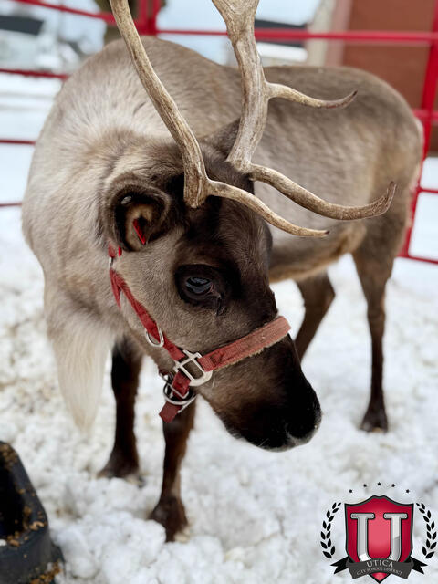 61 ਵਿੱਚੋਂ 34 ਚਿੱਤਰ