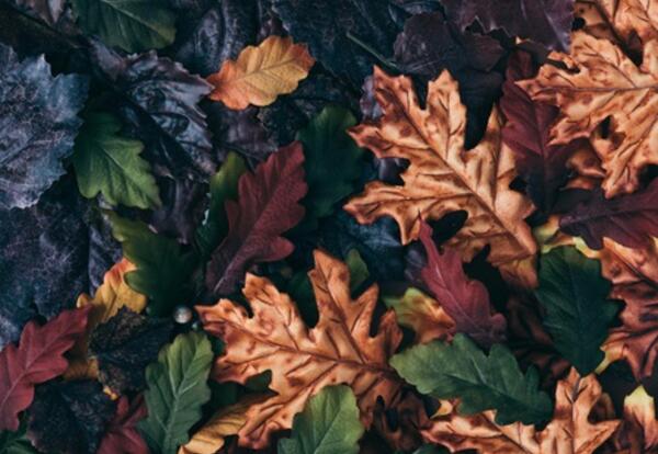 Fall leaves