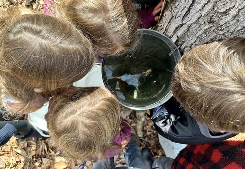 Four students looking down a maple sap bucket next to a tree on the Moharimet woods.