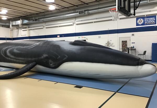 65-foot inflatable whale