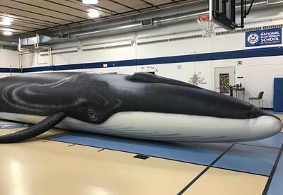 65-foot inflatable whale