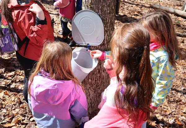 A group of student taste maple sap after tapping a tree on school rpoperty.