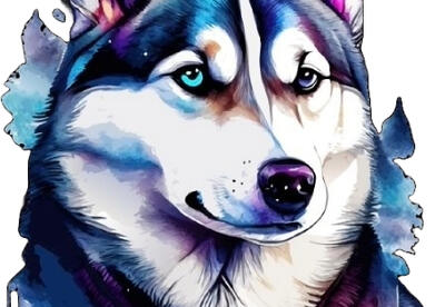 Husky drawing