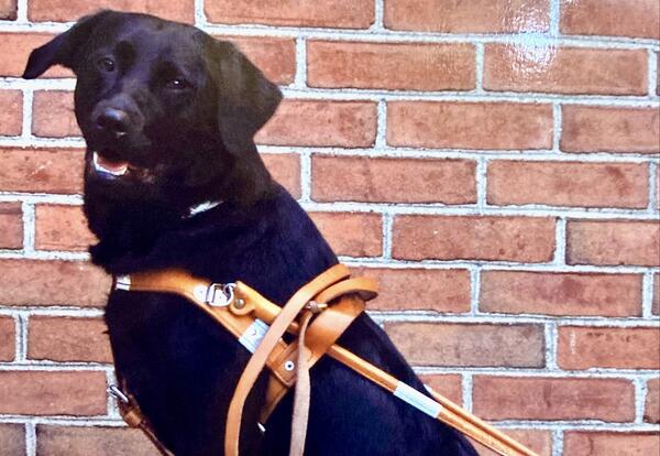 Black dog in a harness