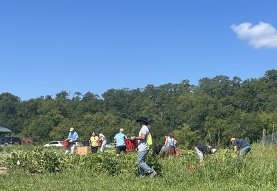 Students in a field picking zucchini