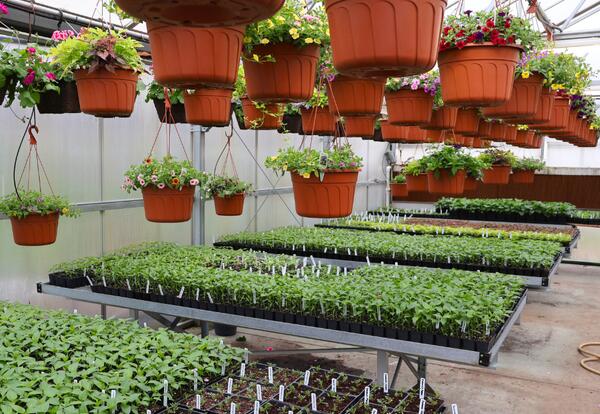 Wenatchee FFA Invites the Community to the 2026 Plant Sale