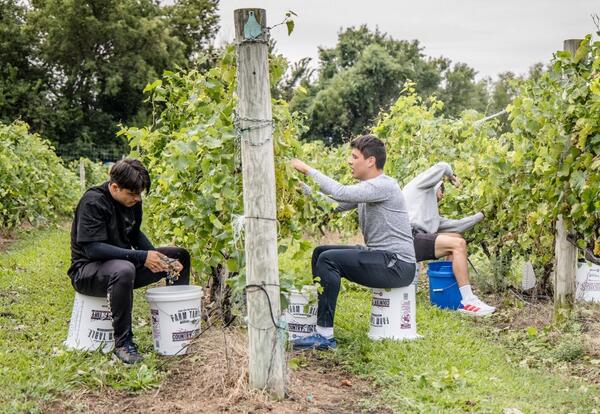 CCC Soccer Teams Lend a Hand at Osage Springs Vineyard Grape Harvest