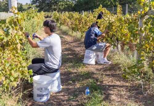 Ten CCC soccer players participated in the harvest, working for a total of four hours alongside vineyard staff and community members.