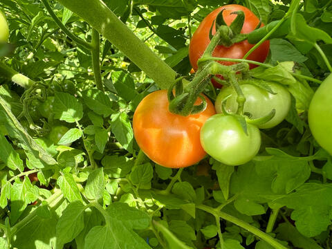 MIDgarden-01