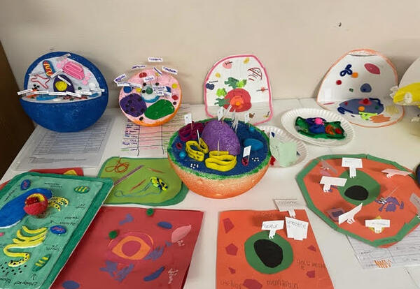 plant cell 3d model clay